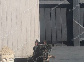 Cane corso 9 month girl