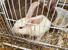 X2 baby rabbits