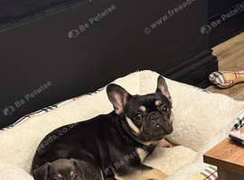 BLACK AND TAN FRENCH BULLDOG