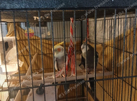 2 cockateils  large cage and accessories
