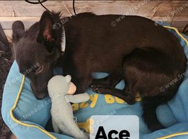 ACE, OLLIE & CHESTER - LOOKING FOR THEIR FOREVER HOMES
