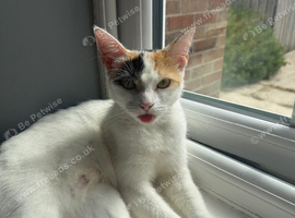 My beautiful twinkle just want a lovely home she can join with