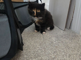 Kitten