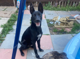 Belgian Malinois X Whippet Bull Malinois