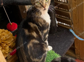 FEMALE KITTEN NEEDING LOVING HOME