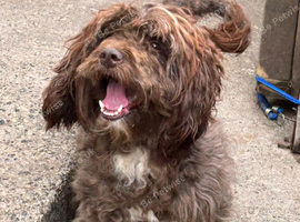 Chocolate Cockapoo bitch