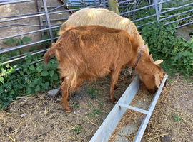 2 Royal Goldeb=n Guernsey female adults One with 2 wether kids at foot
