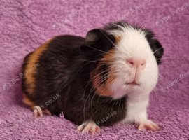 BEAUTIFUL MALE GUINEA PIGS