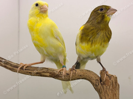 2926 canaries available