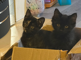 3 female kittens ready now