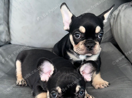 French bulldog puppies