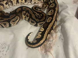 Female bull python