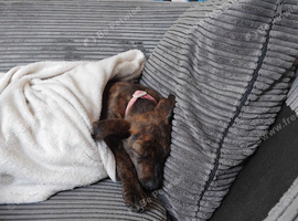 Beautiful female malinois x German shepherd