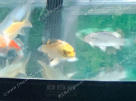 Koi carp 4x