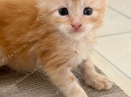 Beautiful Maine Coon Kittens ready to leave