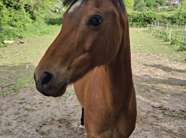 13hh welsh b