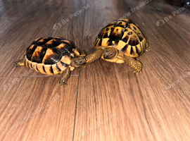 Hermann tortoise and marginated tortoise for sale