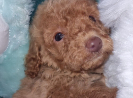 Stunning poodles