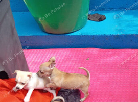 Not kc  CHIHUAHUA house trained