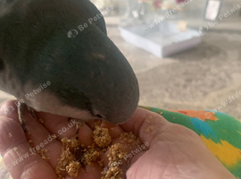 Hand reared blue Quaker parrot