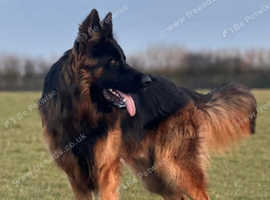 Floyd boy (chief) stud