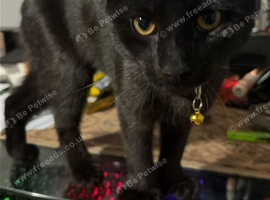 6 month male kitten