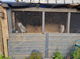 2 african spotted eagle owls for sale