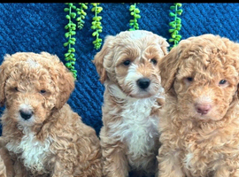 Pure Australian labradoodle puppy&rsquo;s ready now