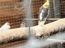 Cockatiel