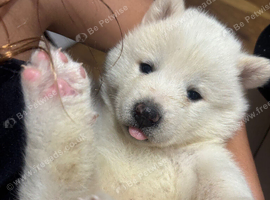 BEAUTIFUL JAPANESE AKITA INU PUPPIES