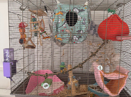 6 girls and 7 boys rats