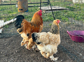 Large fowl buff Brahma hens