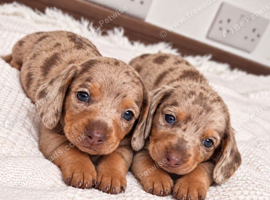 ️Very tiny stunning dachshunds baby ️