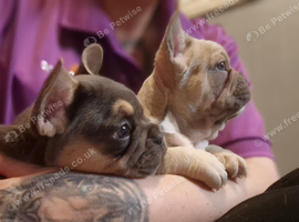 2 beautiful frenchbulldog fluffy carriers puppys