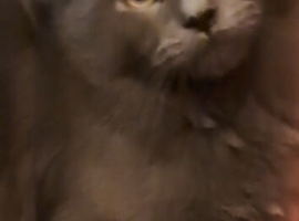 2 babies still looking for loving home