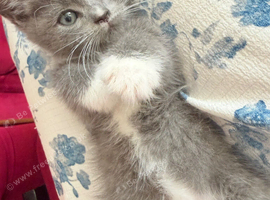 Adorable, healthy kittens looking for their forever homes! ️