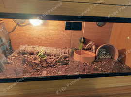 Adult Male Hognose with full set up.