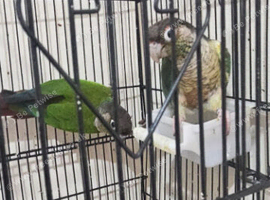 Pair of 2025 green cheek conures