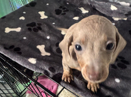 MinI Dachshund