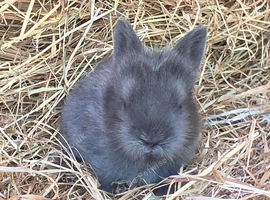 Baby Blue Lionhead buck for reserving