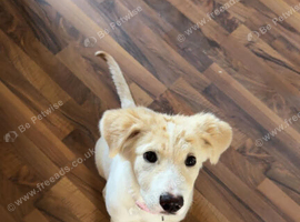 German Shepard cross