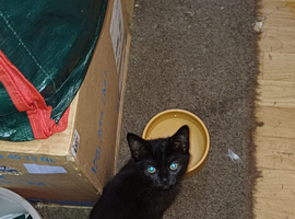 Kittens