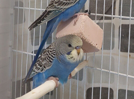 2 Baby boys split for blackwing