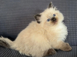 Adorable rag doll kittens ready now