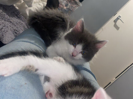 Grey and white fluffy girl