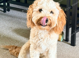Cavapoo puppy