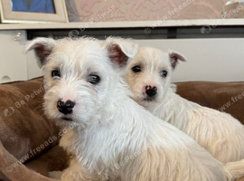 West highland terrier READY NOW