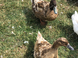 Male and female khaki Campbell ducks for sale