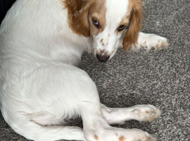 4 month old male