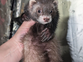 Baby (Jill's only ) PET ferrets READY NOW